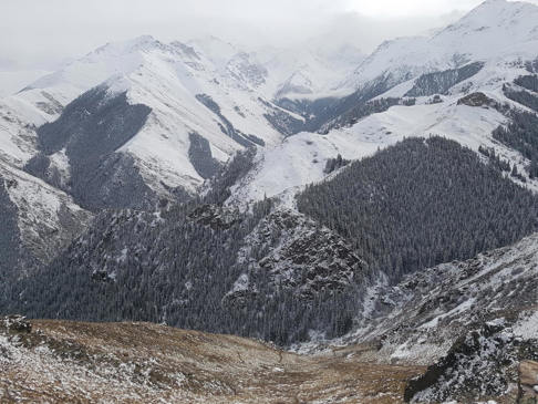 Kazakh Ibex-image2