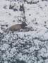 Kazakh Ibex-image6