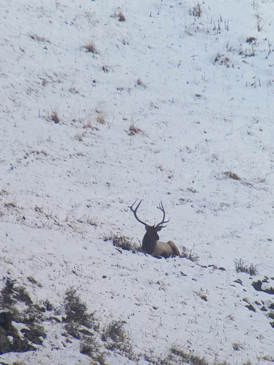 Kazakh Ibex-image9