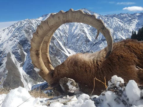 Kazakh Ibex-image1