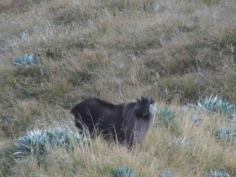 Tahr and Chamois Season-image6