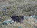 Tahr and Chamois Season-image6