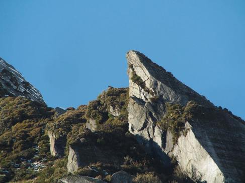 Tahr and Chamois Season-image4