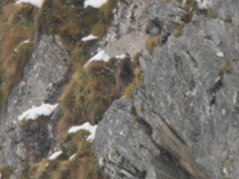 Tahr and Chamois Season-image9