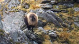 Speculation Tahr -image7